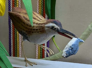 5月 菖蒲に水鶏