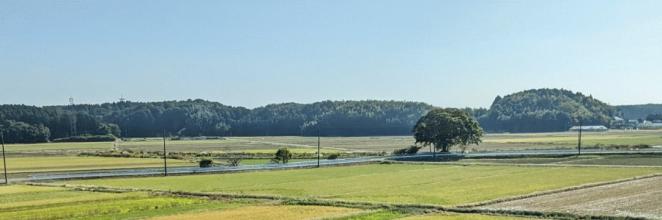 ひと休みの木の遠景