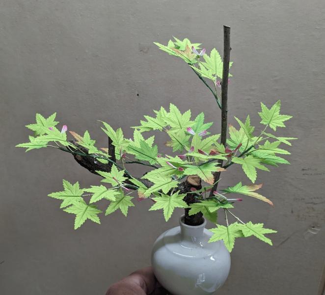 青楓