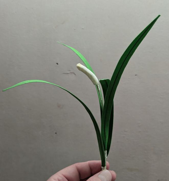 菖蒲草